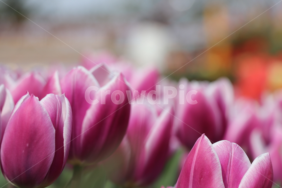 plant,식물,flower,blossom,꽃