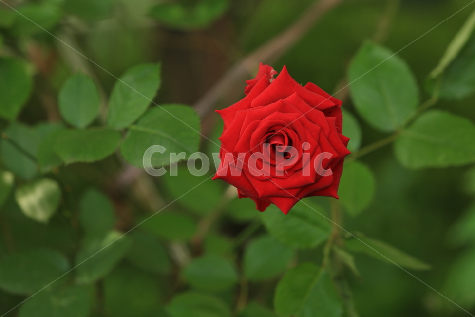 5월,may,rose,장미,season,계절,봄,여름,여왕,식물,자연,plants,nature,꽃,flower