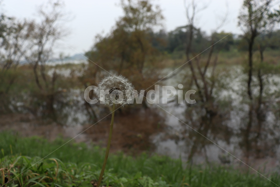 민들레,꽃,민들레홀씨,산책,식물,풍경,식물,자연,plants,nature,꽃,flower