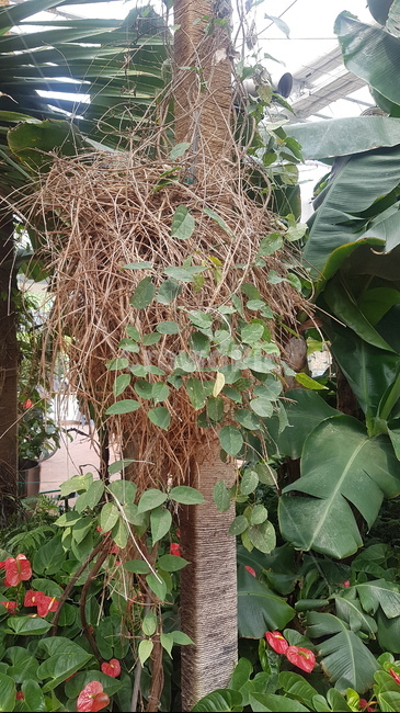 수목원,자연,힐링,치유,감성,산책,나무,대구수목원,초록잎,초록,여름,숲,숲길