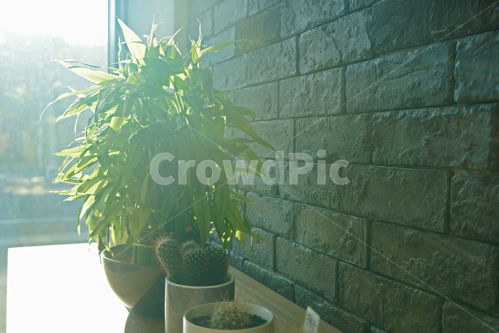개운죽,대나무,실내용화초,미니화분,식물,감성사진,feeling,인테리어,실내디자인,interiordesign,초록색,green,plant,실내용화초,화분,화초,house plant