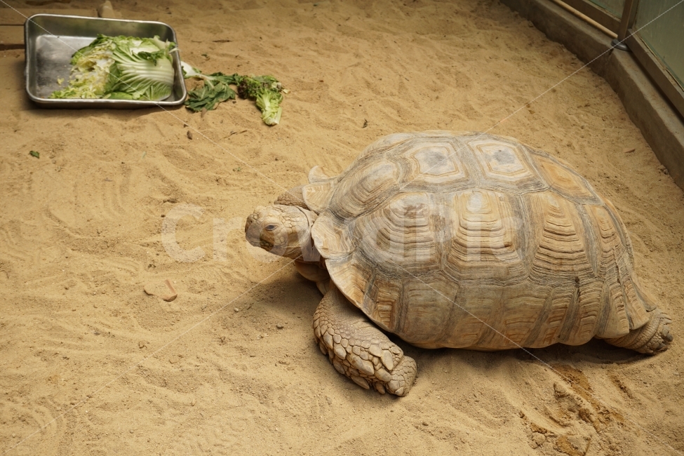 거북이,느림보거북이,사막거북,서울대공원거북이,turtle,동물,animal,파충류,양서류,reptile,amphibian