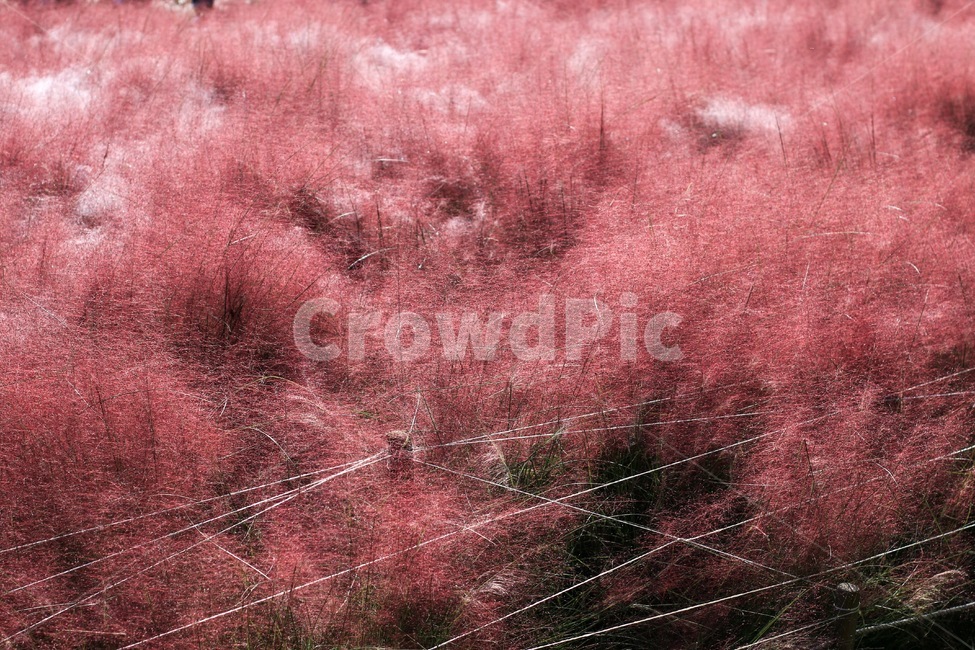 꽃,식물,핑크뮬리,flower,plant,가을,서울,올림픽공원,감성사진,식물,자연,plants,nature