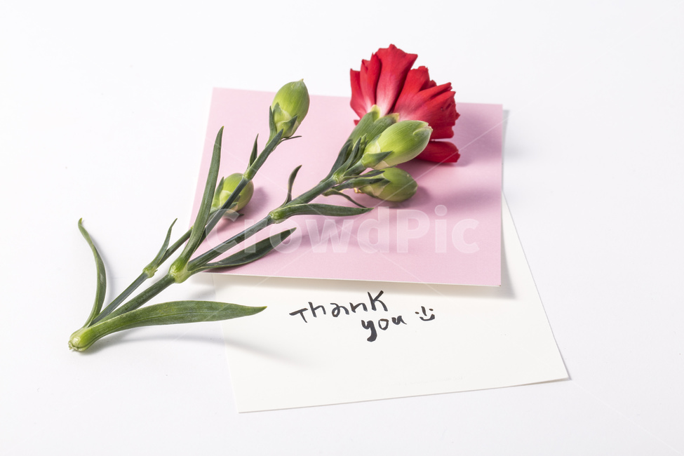 카네이션,꽃,플라워,5월,빨간색,스승의날,어버이날,감사,가정의달,핑크,thankyou,한송이,선물,카드,엽서,메모,가족,패밀리,family,감정표현,기분,feeling,emotion,교육,학교,공부,education,learning,study,school