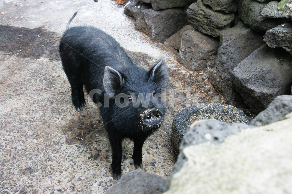 흑돼지,검은돼지,pig,돼지,blackpig,동물,animal,포유류,mammal