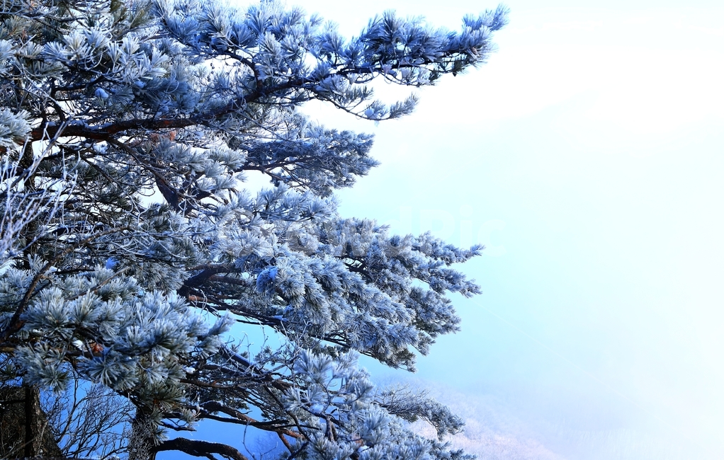 겨울,소나무,눈,나무,가리산,산,겨울,계절,winter,season