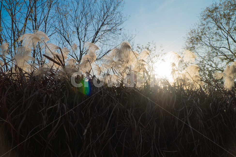 갈대,reed,역광,backlight,플레어,flare