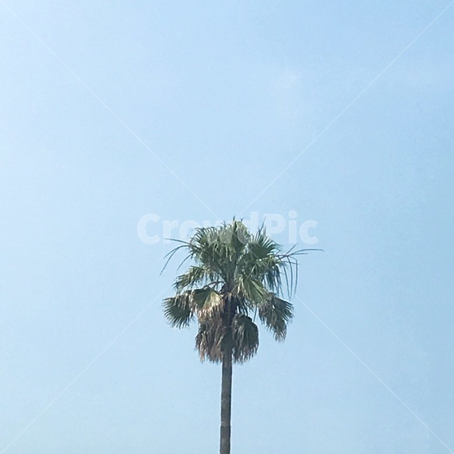 나무,하늘,야자수,하늘색,여름,제주,제주도,풍경,감성,빈티지