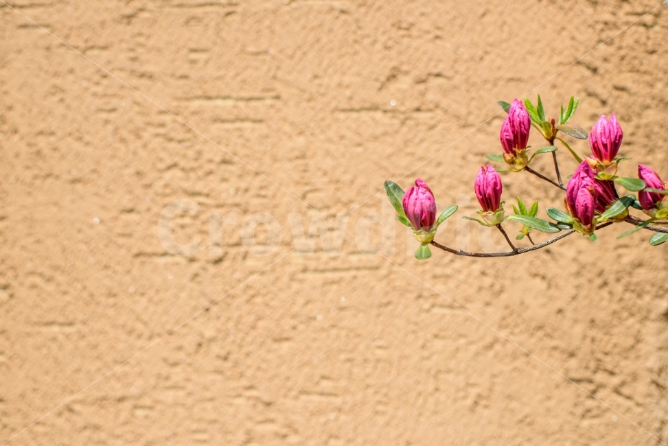 pink,backgorund,pattern,azalea,outdoor,steadfast,Image without people,background,plant,event,wall