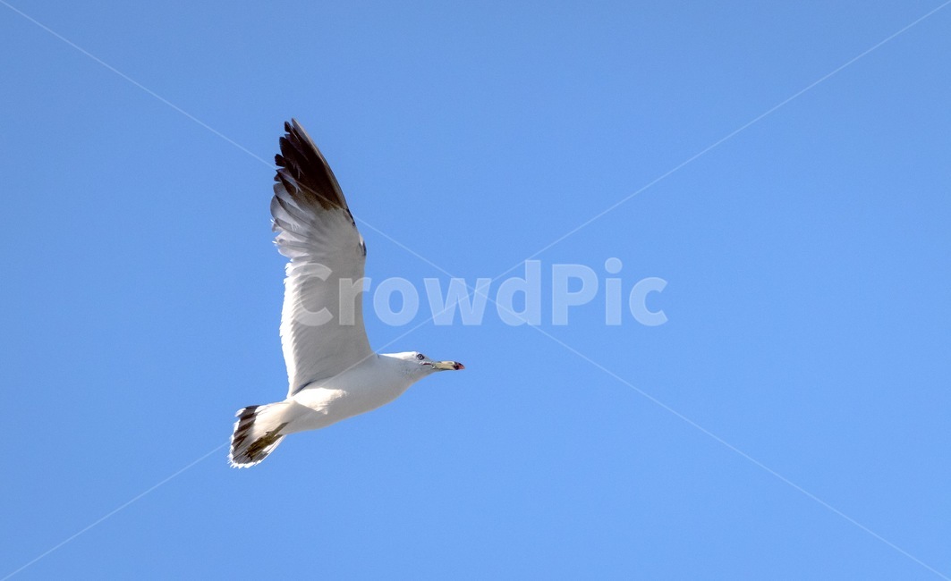 갈매기,하늘,새,날개,동물,조류,비행,동물,animal,조류,새,birds