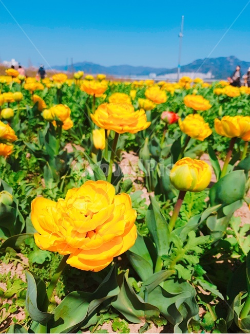 봄,꽃,하늘,노란꽃,파란하늘,풍경,배경사진,청명,식물,자연,plants,nature,꽃,flower