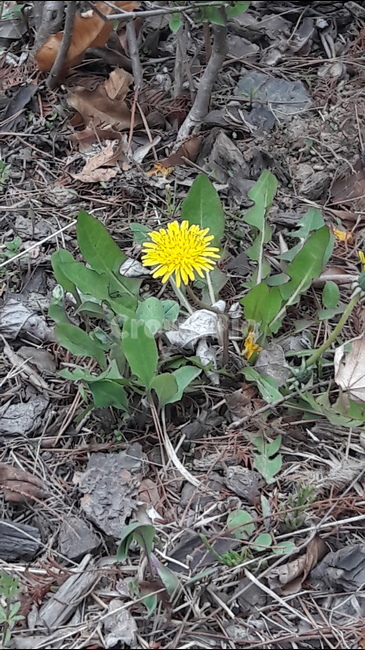 봄,푸른수목원,민들레,소박함,노란꽃,식물,자연,plants,nature,꽃,flower