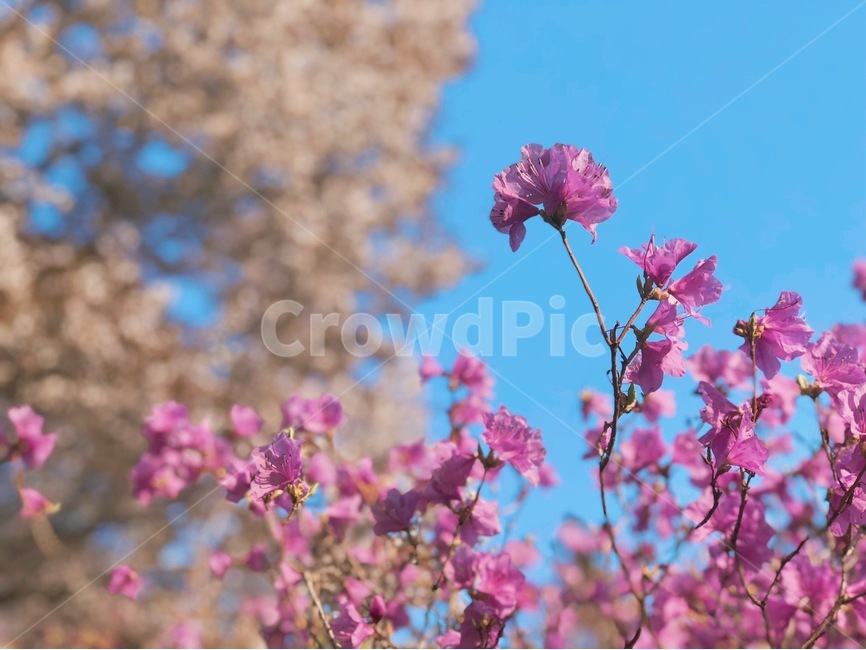 봄,봄꽃,진달래,하늘,나들이,봄풍경,봄날,봄,계절,spring,season,식물,자연,plants,nature,꽃,flower,blossom,geranium,제라늄,plant