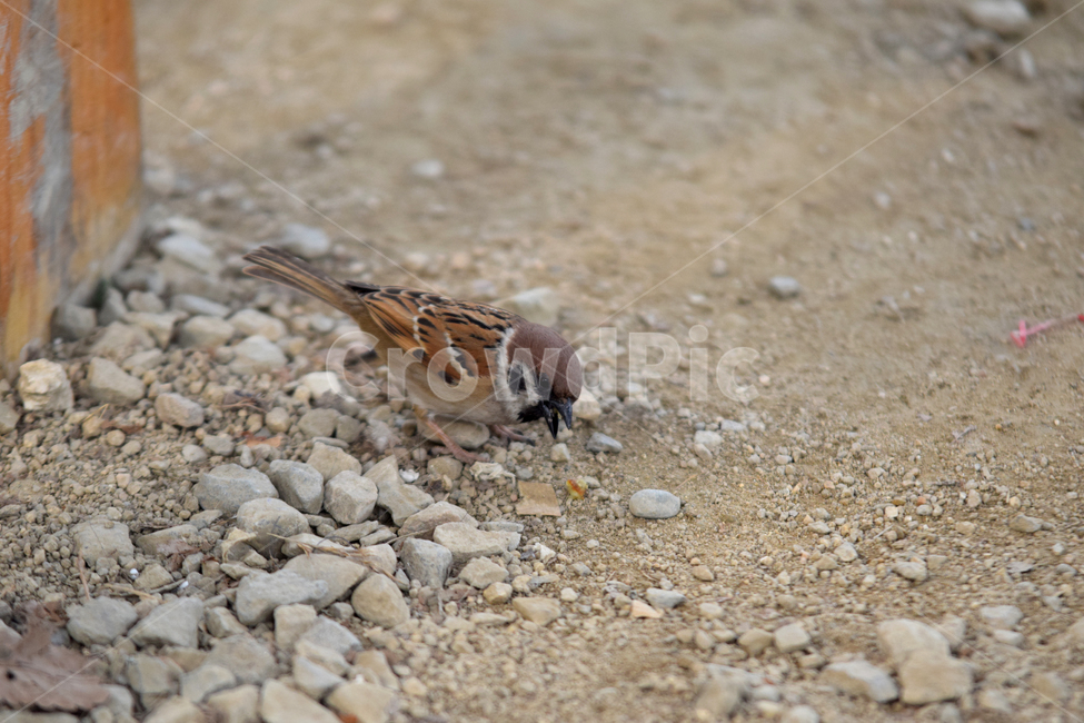 참새,새,텃새,참샛과,조류,귀여운참새,bird,sparrow