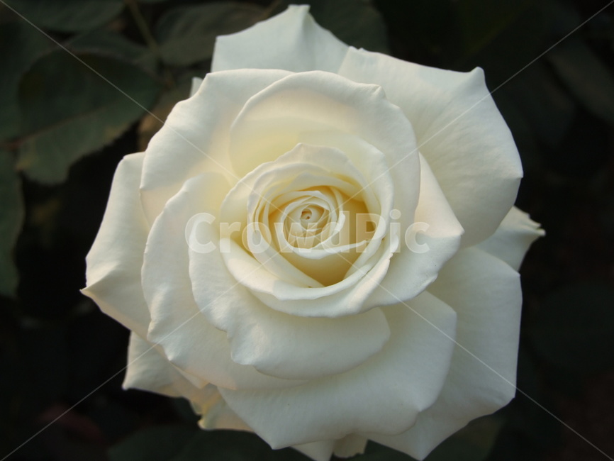 장미,백장미,장미꽃,꽃,rose,만개,개화,블로섬,꽃밭,꽃잎