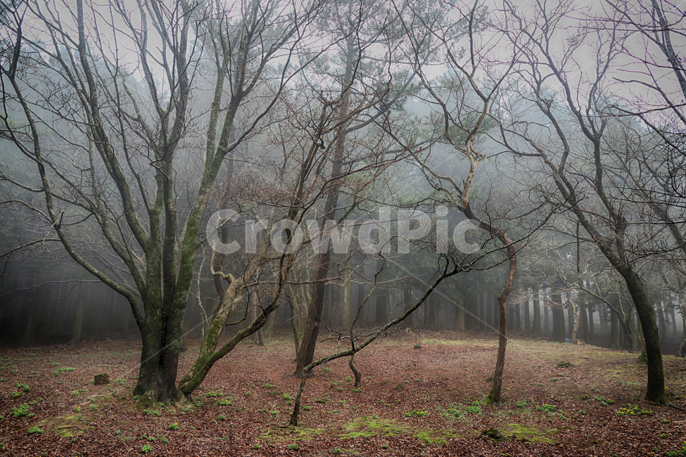 숲,안개,나무,자연,식물,tree
