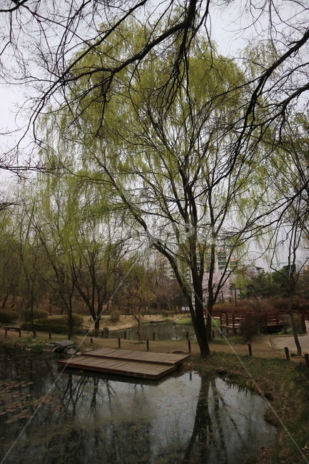 호수,나무,공원,봄,물,자연,풍경,nature,landscape,water,outdoors,옥외,land,땅,tree,plant,식물