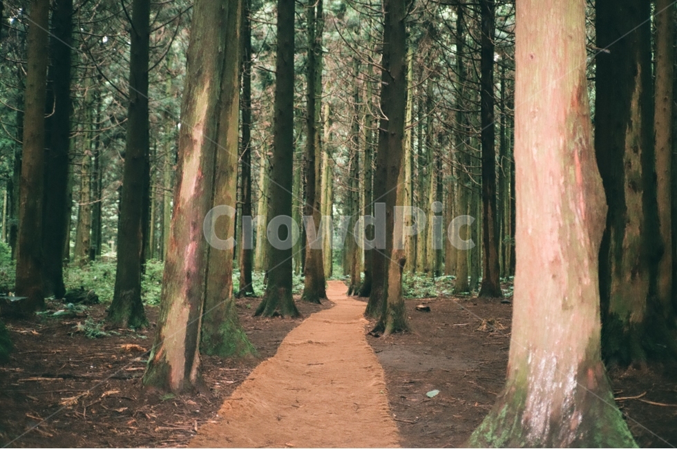 제주도,숲,산림,소나무,사려니숲길,사려니,필카,필름카메라,자연,풍경,nature,landscape,식물,plants,나무,trees,wood,감성,sensible,feeling,plant,tree,redwood,세쿼이아