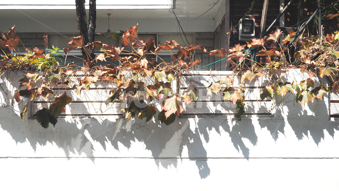감성,감성사진,그림자,나뭇잎,담장,가을,가을,계절,fall,autumn,season