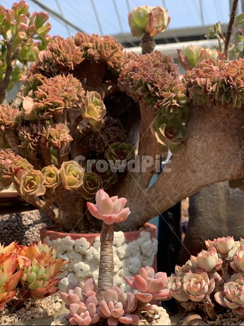 다육,식물,다육이,화분,농장,식물,자연,plants,nature