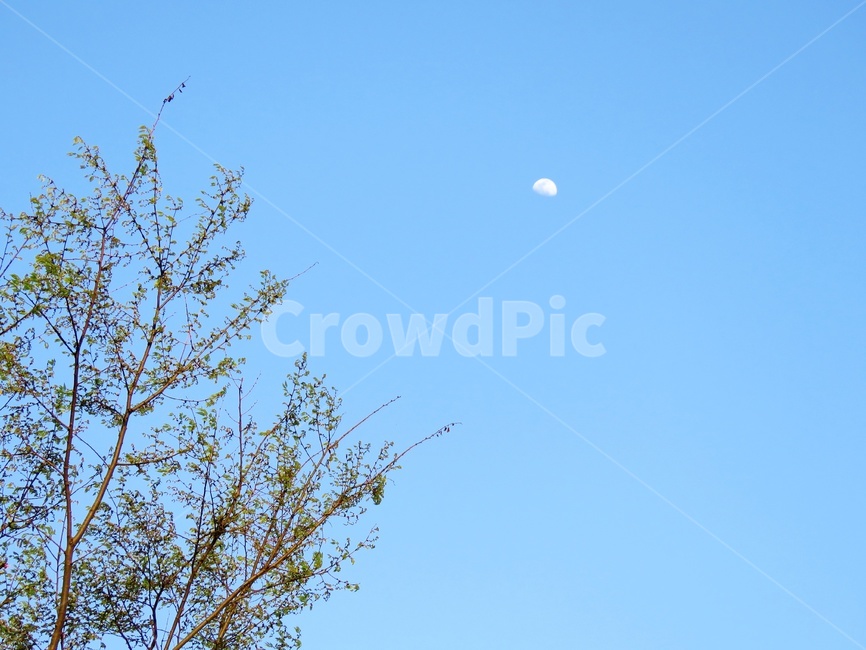 낮달,moon,봄,달,풍경,자연,plant,식물,나무,아름다움,예쁜