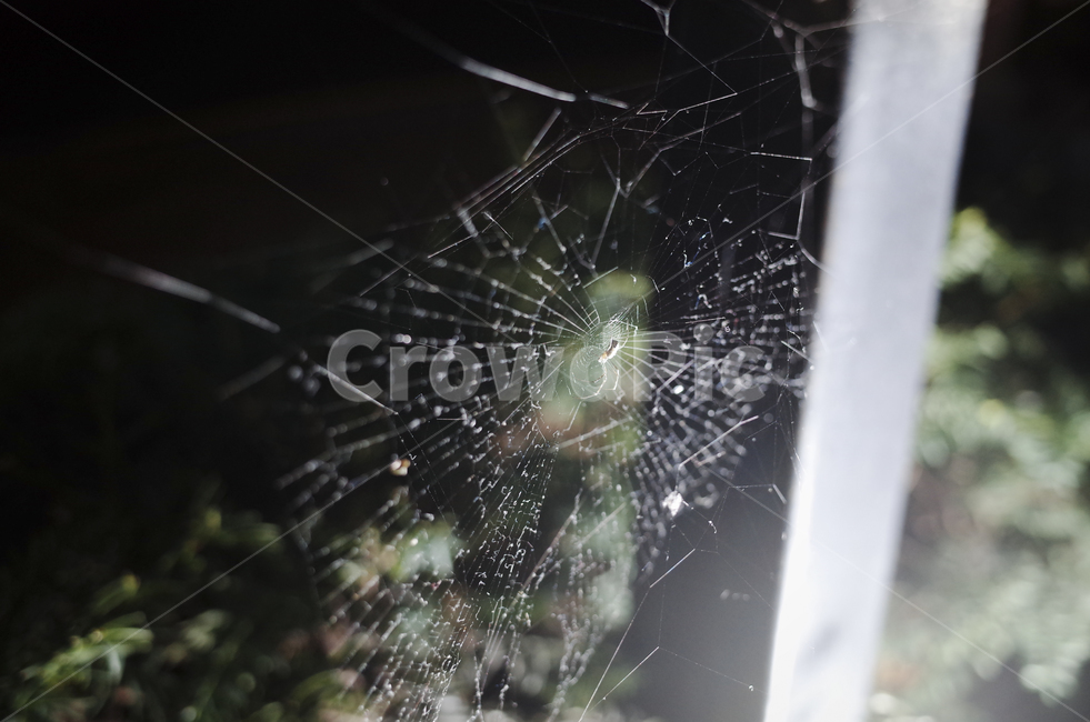 spider,거미,거미줄,web,빛,light