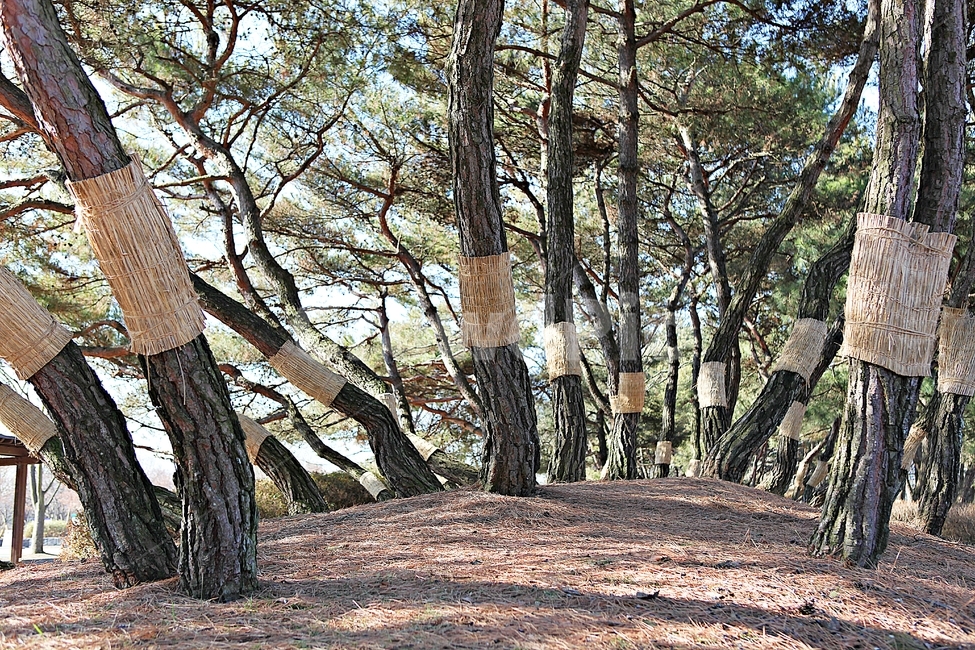 소나무,솔잎,숲,나무,식물,자연,풍경,겨울,공원,자연,풍경,nature,landscape