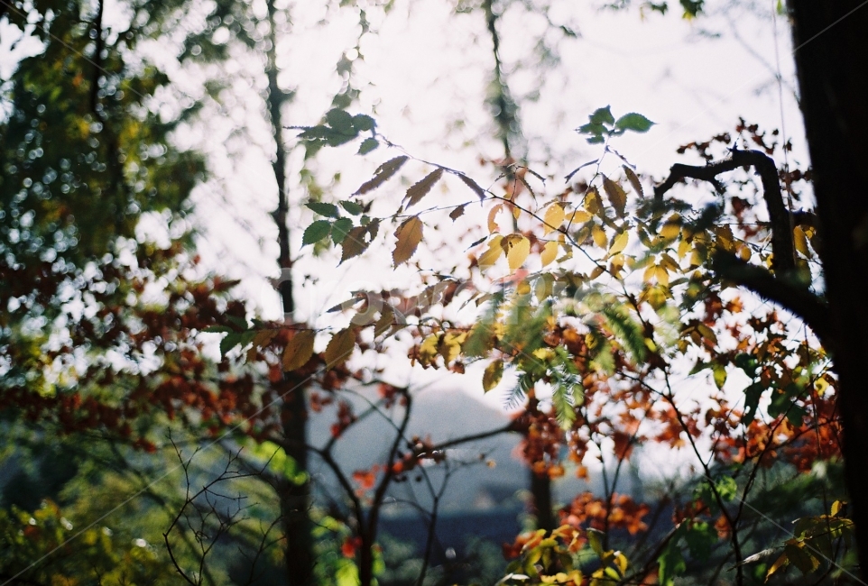 가을,단풍,햇빛,감성사진,필름사진,NikonEM,가을,계절,fall,autumn,season,식물,자연,plants,nature,감성,sensible,feeling,leaf,잎,plant,tree,나무