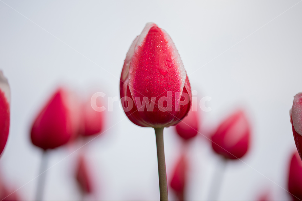 튤립,꽃,봄,봄꽃,식물,야외,실외,봄,계절,spring,season,식물,자연,plants,nature,꽃,flower,plant,blossom