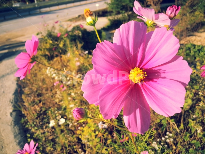꽃,코스모스,자연,가을,꽃사진,시골길,디자인소스,식물,자연,plants,nature,꽃,flower
