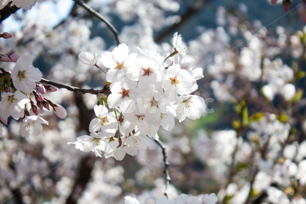 벚꽃,cherryblossom,봄꽃,꽃,flower,봄,spring