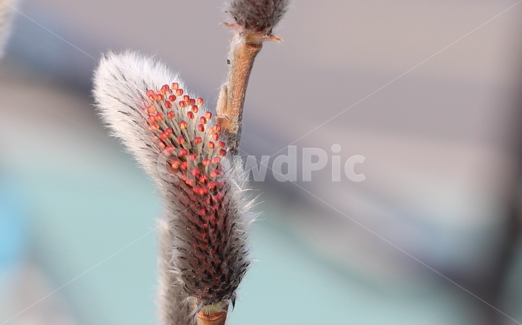 쇠버들,봄,봄꽃,눈꽃,붉은색,생명력,개화,솜털,식물,자연,plants,nature
