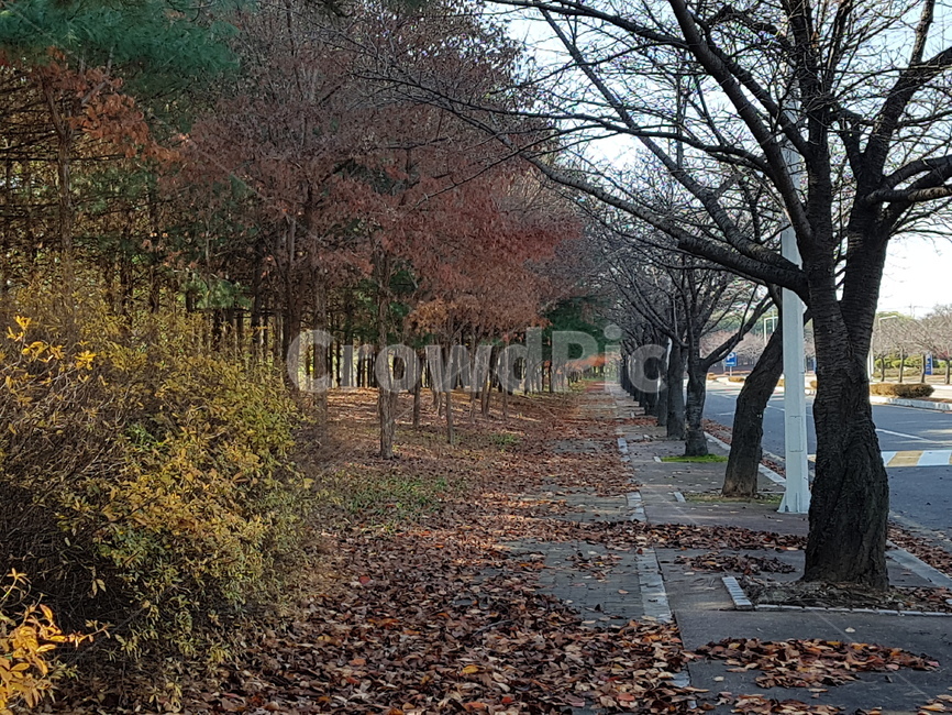 가을,낙옆,길,하늘,침묵,가을,계절,fall,autumn,season,tree,나무,plant,식물,tree trunk,나무 줄기
