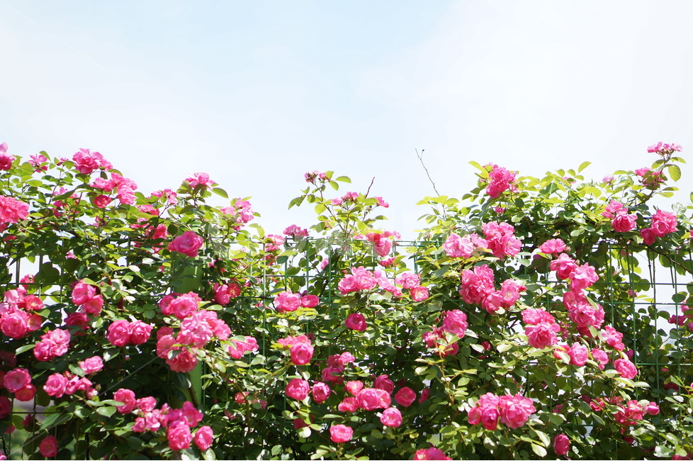 장미,꽃,풍경,핑크,5월,식물,자연,plants,nature,꽃,flower