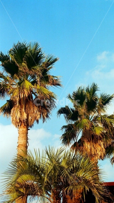 제주도,풍경,야자수,풀,맑은,제주,파란하늘,노이즈사진,필름,필카,필름사진,film,filmphoto,제주풍경,외국,풍경사진,하늘사진,파란사진,파란느낌,식물,자연,plants,nature,나무,trees,wood