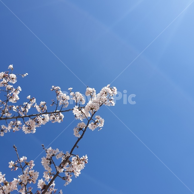 벚꽃,하늘,봄,꽃,파란하늘,봄,계절,spring,season,식물,자연,plants,nature,꽃,flower,plant,blossom