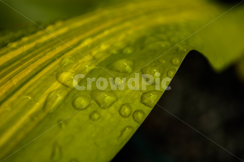 leaf,잎,plant,식물,droplet,작은물방울,이슬,자연