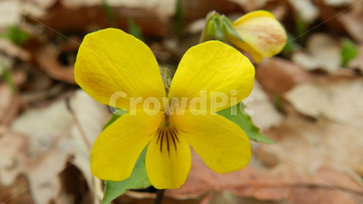제비꽃,노랑제비꽃,야생화,꽃,식물,식물,자연,plants,nature,꽃,flower