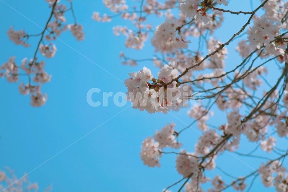 벚꽃,봄,꽃,분홍꽃,봄꽃,봄,계절,spring,season,식물,자연,plants,nature,꽃,flower,plant,blossom,cherry blossom