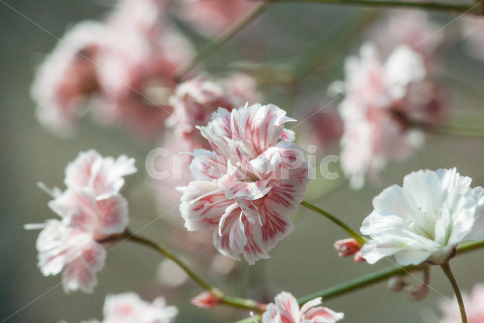 flower,flowers,꽃,꽃병,화병,식물,자연,plants,nature,꽃,flower