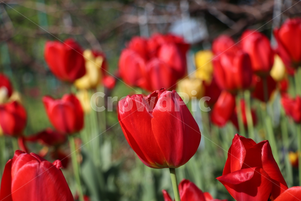 꽃,봄,튤립,tulip,spring