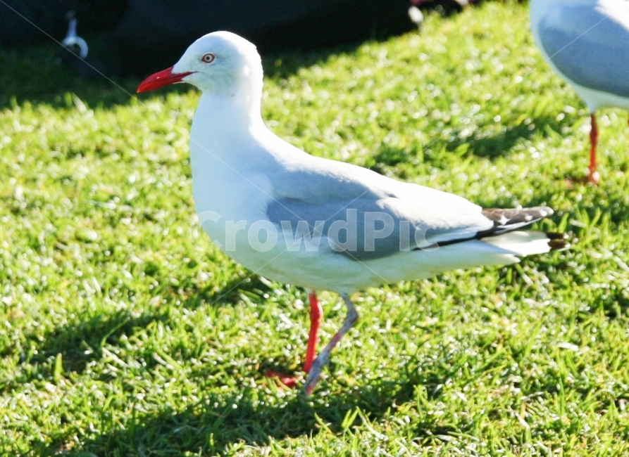 새,자연,동물,접사,해외,동물,animal,조류,새,birds