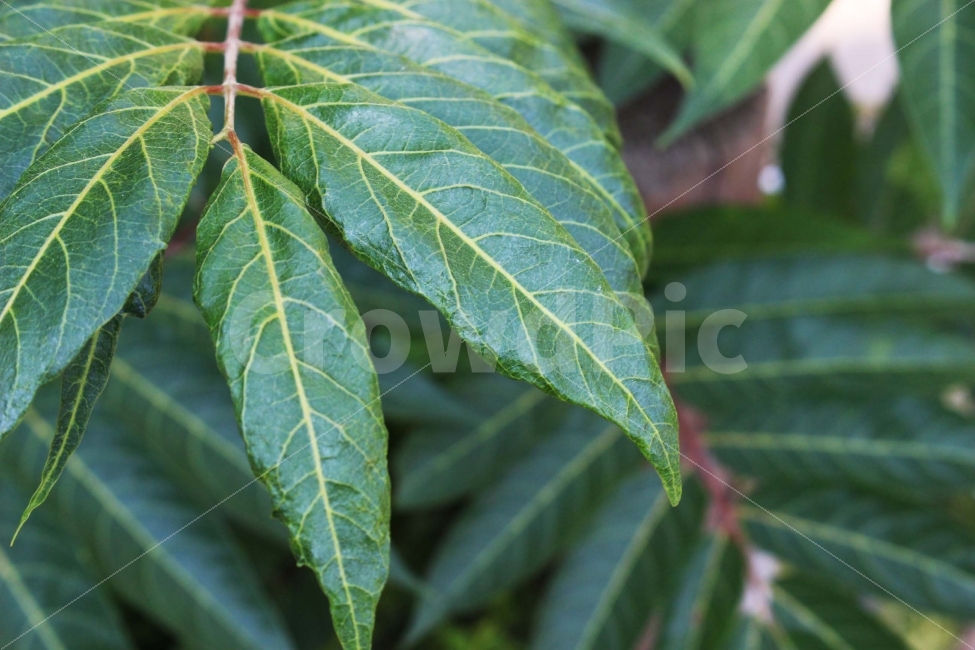 잔디,풀,잡초,초록,초록색,자연,야외,공원,정원,나무,숲,식물,자연,plants,nature