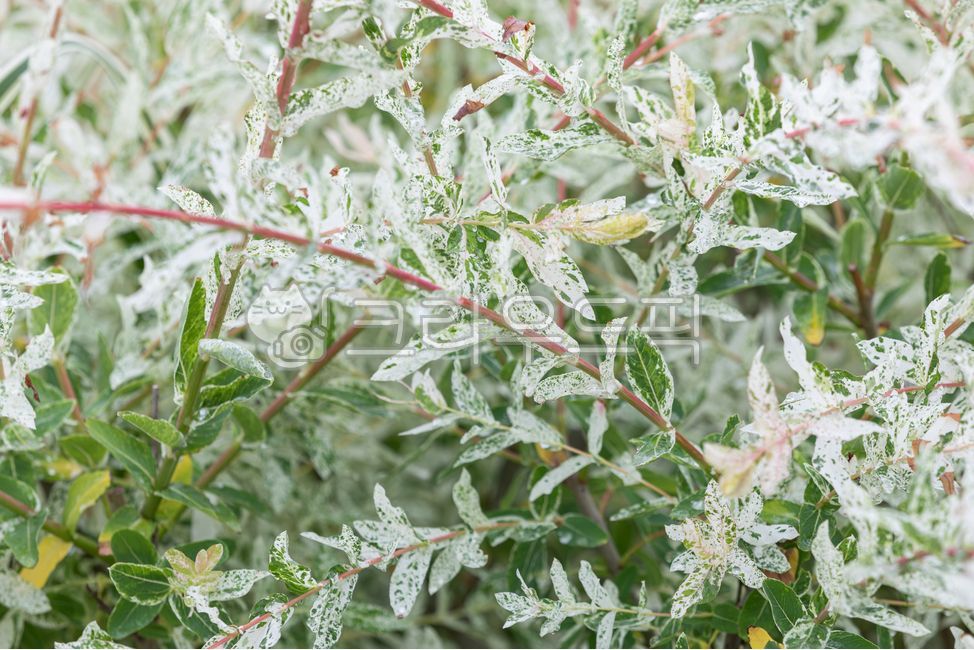 개키버들,무늬개키버들,삼색개키버들,하쿠로니시키,초록색,흰색,빨간색,잎,버드나무,식물,자연,plant,nature,white,red,green,leaf,tree,outdoor,salixintegrathunberg,salixintegra,hakuronishiki