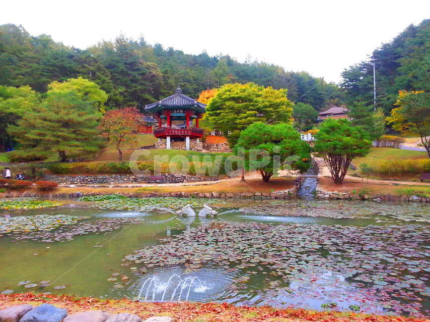 안동,정자,월영교,자연,공원,가을,계절,fall,autumn,season,자연,풍경,nature,landscape,한국자연풍경,한국자연경관,korea nature landscape,plant,식물