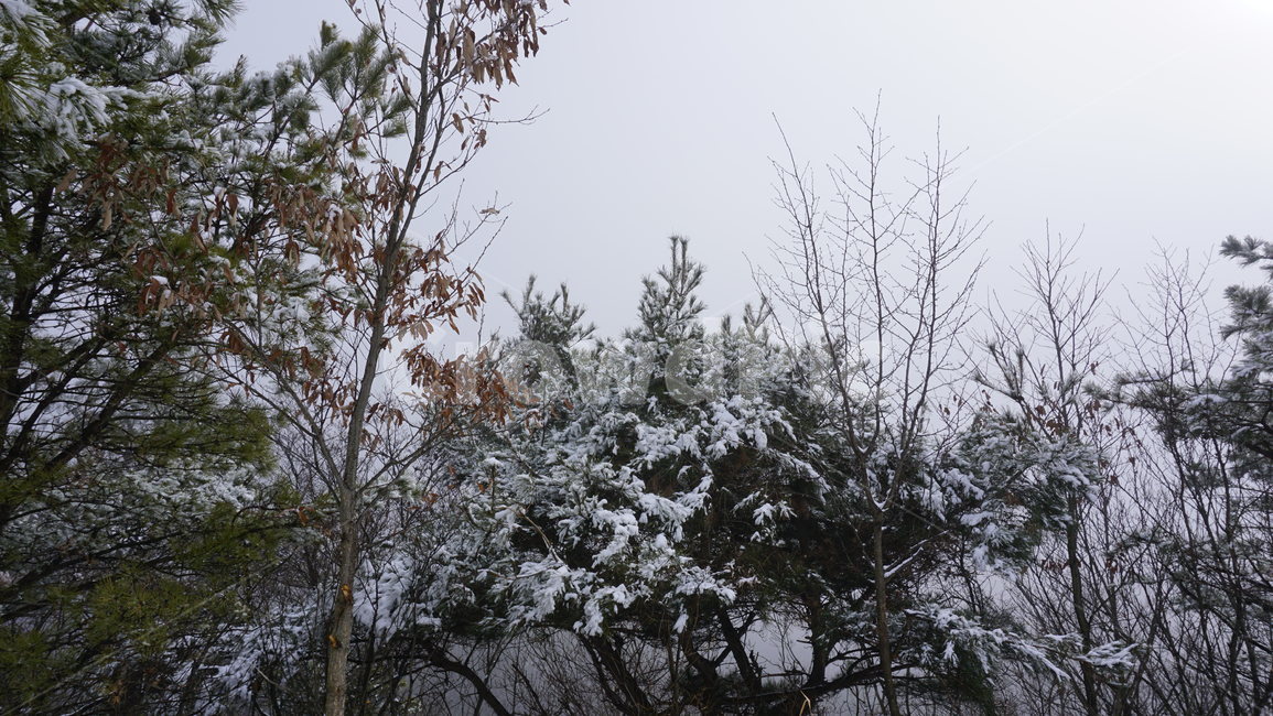 나무,산,눈,안개,겨울,겨울,계절,winter,season,자연,풍경,nature,landscape,tree,plant,식물,fir,전나무