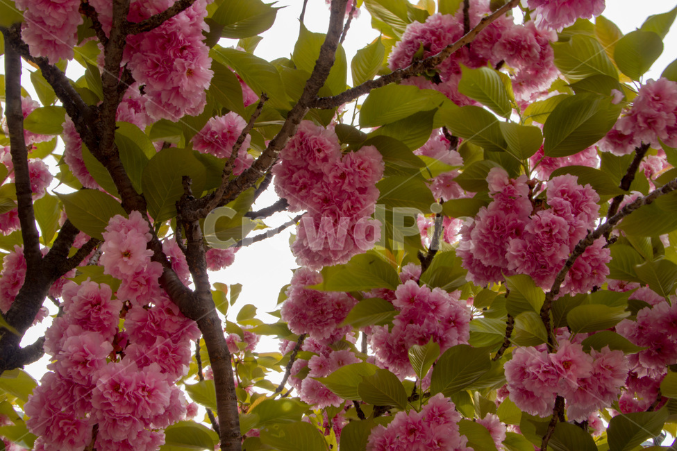 겹벚꽃,겹벚꽃나무,벚꽃,분홍벚꽃,분홍겹벚꽃,cherryblossoms,doublecherryblossom,식물,자연,plants,nature,꽃,flower
