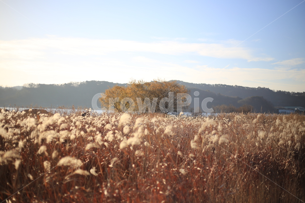 갈대,억새,신성리갈대밭,자연,풍경,가을,갈대밭,grass,잔디,plant,식물,lawn,reed