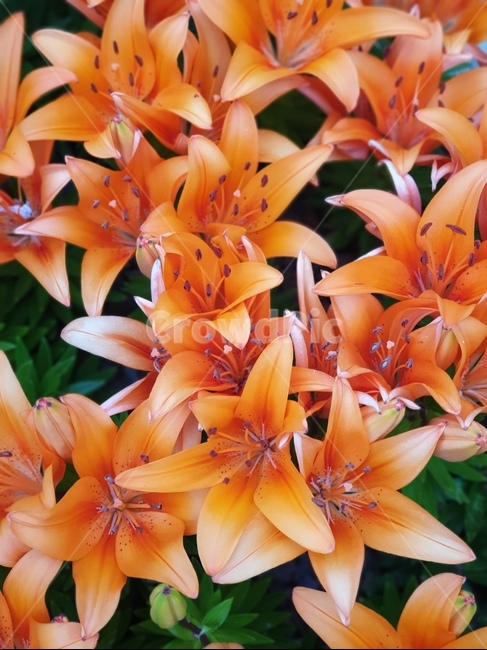 꽃,화단,주황색꽃,나리,백합,lily