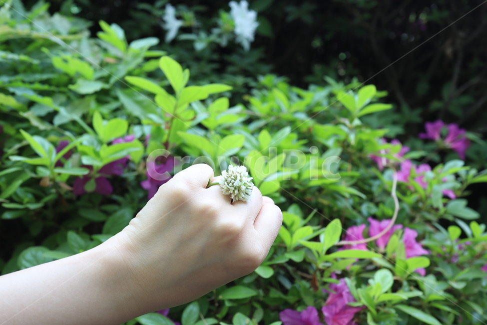토끼풀,크로바꽃,clover,반지,꽃반지,약속,자연,흰꽃,하얀꽃,반지꽃,ring,promise,nature,white,trifoliumrepens,flowerring,야외,공원,봄,spring